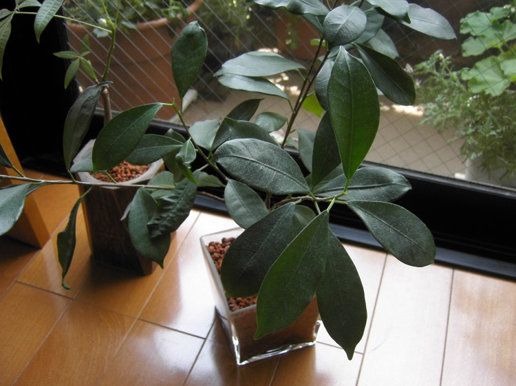 2009�N6�� Photo Book